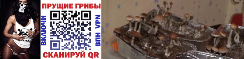 Галлюциногенные грибы ЛСД Маркс
